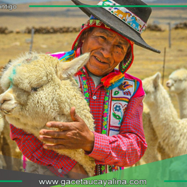 Programa Agro Rural moderniza producción alpaquera en comunidades cusqueñas