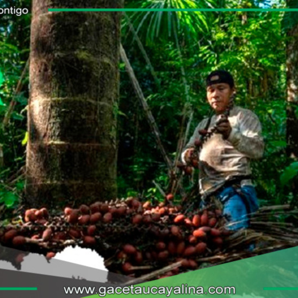 Allpahuayo Mishana celebra inclusión en el TOP 100 de Green Destinations