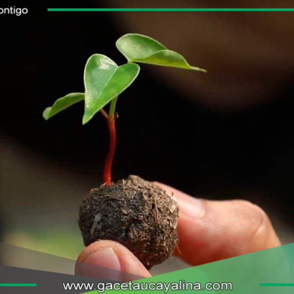 Técnica innovadora restaurará zonas dañadas por incendios forestales 