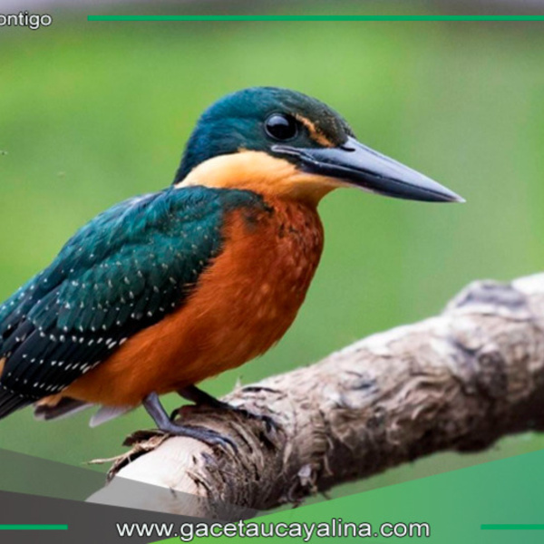 October Big Day 2024: Conoce los lugares en Perú para la observación de aves