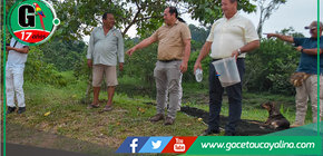 Atalaya impulsa crianza de paiche para desarrollo económico