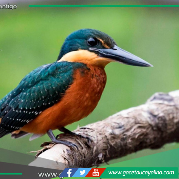 October Big Day 2024: Conoce los lugares en Perú para la observación de aves