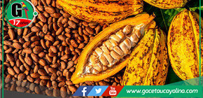 Productores de cacao mejoran prácticas agrícolas en Campo Verde