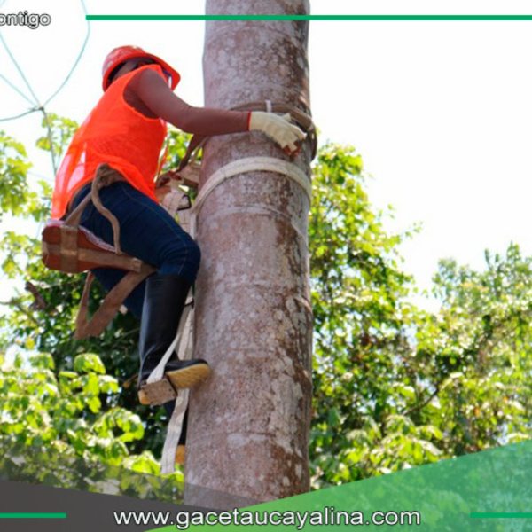 Organizan “Concurso nacional de subidores de aguaje” en Iquitos