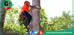 Organizan “Concurso nacional de subidores de aguaje” en Iquitos