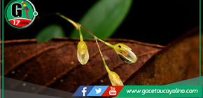 Descubren nueva especie de orquídea en Loreto