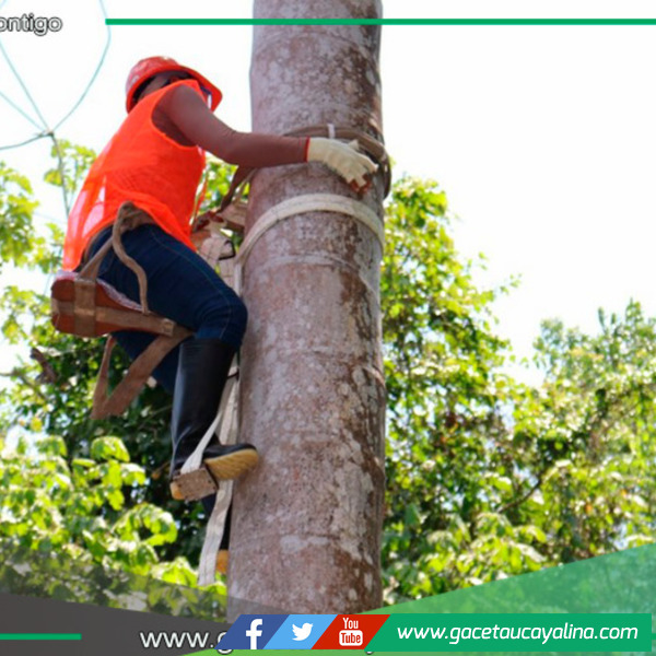 Organizan “Concurso nacional de subidores de aguaje” en Iquitos
