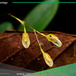 Descubren nueva especie de orquídea en Loreto