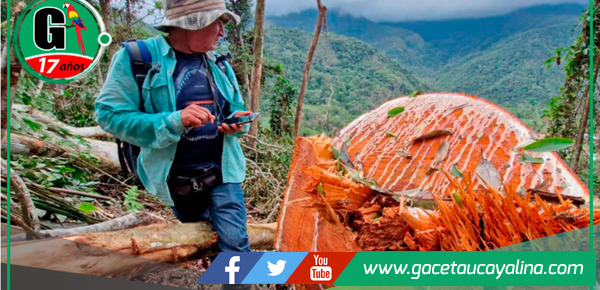 Tala ilegal en bosque primario de Tabalosos
