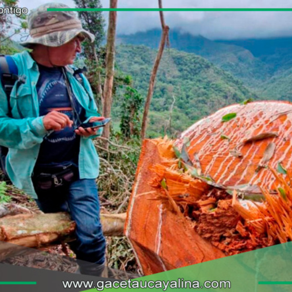 Tala ilegal en bosque primario de Tabalosos