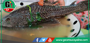 Chilcano de Carachama: El Plato Favorito en Pucallpa.  