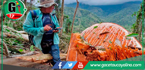 Tala ilegal en bosque primario de Tabalosos