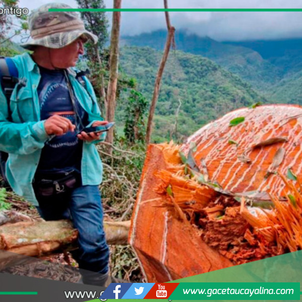 Tala ilegal en bosque primario de Tabalosos
