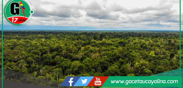 Regiones amazónicas y Gobierno central firmarán histórico acuerdo contra la tala ilegal