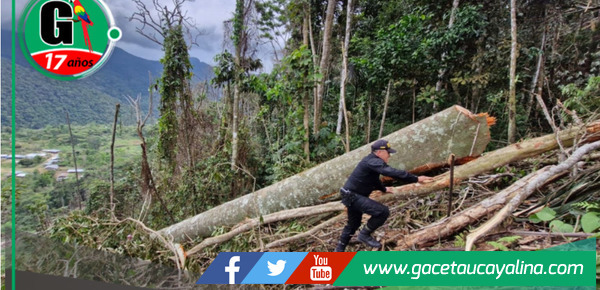 Infractores serán denunciados por tala de arboles  de un bosque primario de Tabalosos en San Martín 