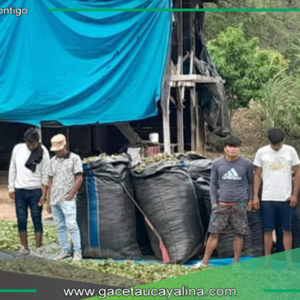 Desarticulan organización criminal de narcotráfico en operativo conjunto entre Huánuco y Ucayali