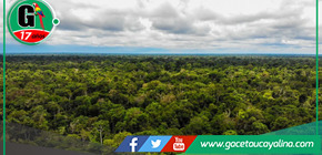 Regiones amazónicas y Gobierno central firmarán histórico acuerdo contra la tala ilegal