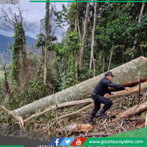 Infractores serán denunciados por tala de arboles  de un bosque primario de Tabalosos en San Martín 