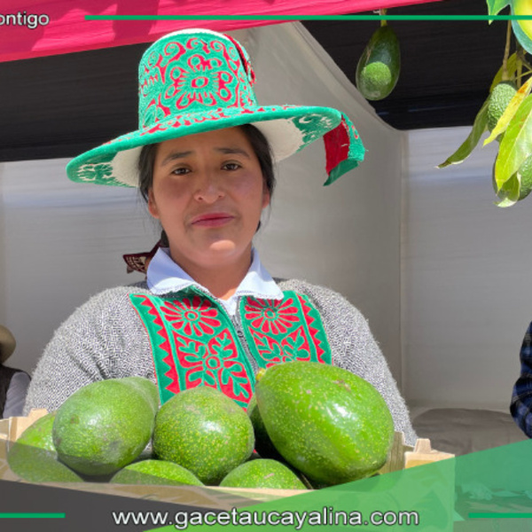 Cusco exportará 50 toneladas semanales de palta a Costa Rica en 2025