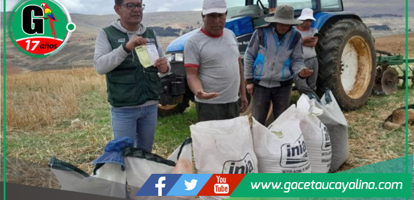 MIDAGRI implementa parcela modelo para potenciar producción de trigo en Jauja