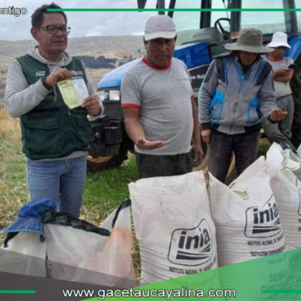 MIDAGRI implementa parcela modelo para potenciar producción de trigo en Jauja