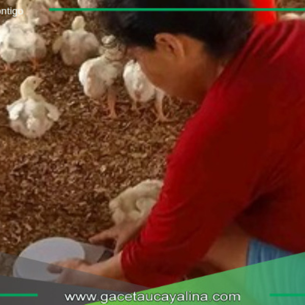 Mejoramiento de Servicios Agropecuarios en Campo Verde, un Modelo de Éxito.