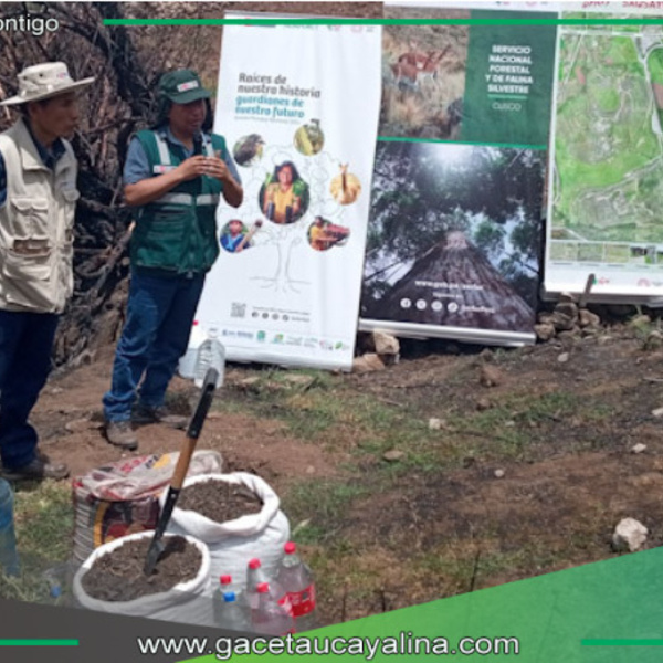 Inician restauración forestal en histórico Parque Arqueológico de Sacsayhuamán