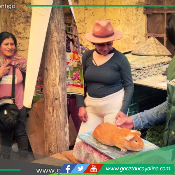 AGRO RURAL fortalece producción de cuyes con moderna infraestructura en Junín