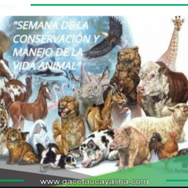 Municipalidad de Nueva Requena Impulsa Conservación Animal.