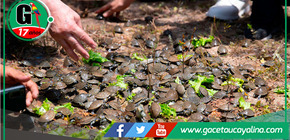 Celebran biodiversidad con liberación de taricayas y concurso de escaladores de aguaje