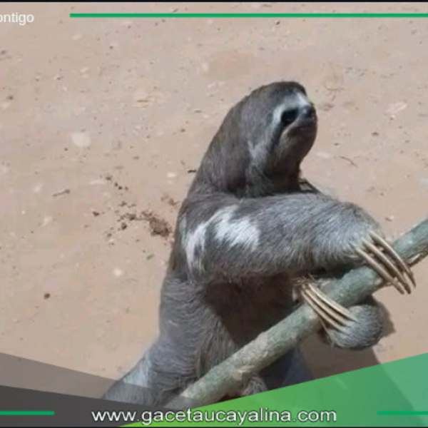 Protegiendo la Vida Silvestre en Campo Verde.