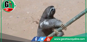 Protegiendo la Vida Silvestre en Campo Verde.