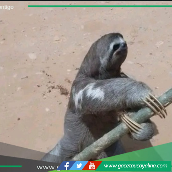 Protegiendo la Vida Silvestre en Campo Verde.