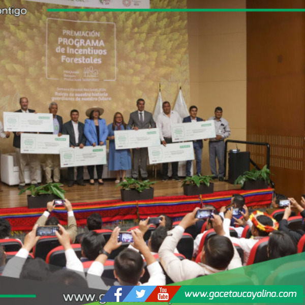 Gobierno destina S/ 30 millones para reforestación comercial en seis regiones