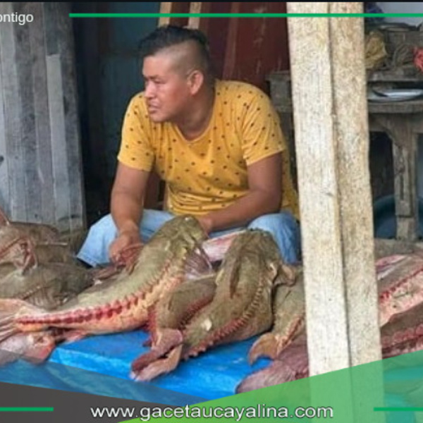 El Tahuara impulsa la economía local Ucayalina.
