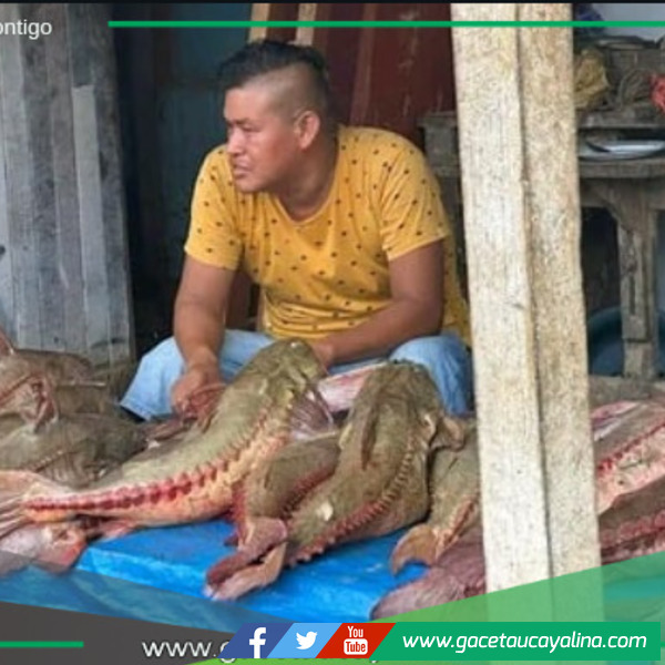 Pescado Cahuara invade mercados de Pucallpa.