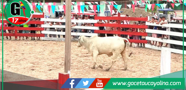 Sepahua brilla con rodeo y juzgamiento Brahman