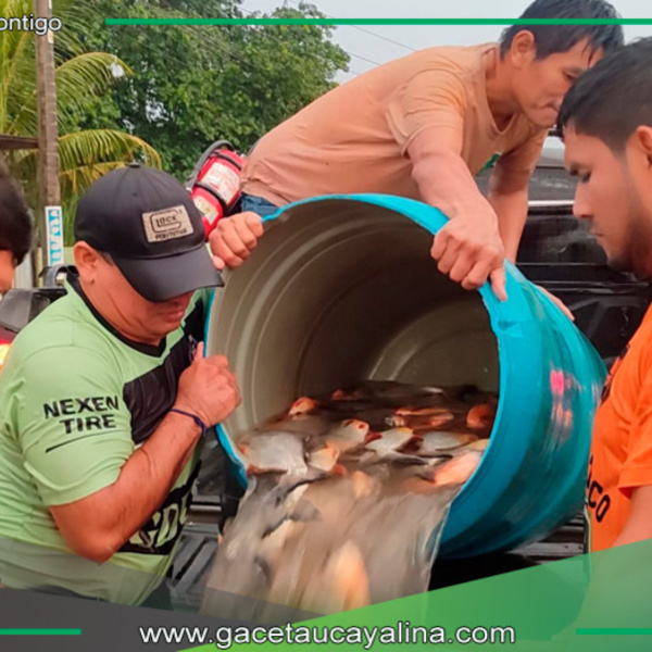  Municipalidad de Atalaya ofrece pescado Paco a bajo costo