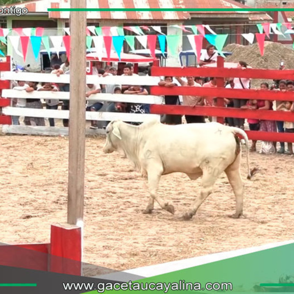 Sepahua brilla con rodeo y juzgamiento Brahman