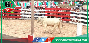 Sepahua brilla con rodeo y juzgamiento Brahman