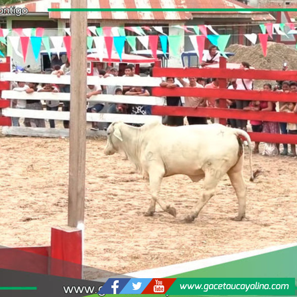 Sepahua brilla con rodeo y juzgamiento Brahman