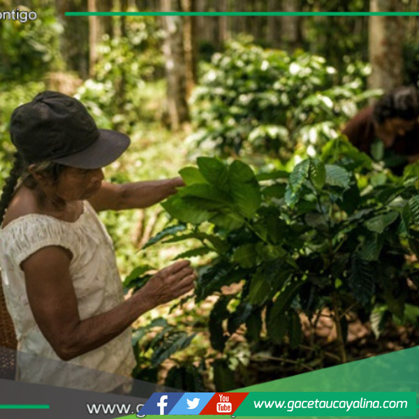 Mil familias nativas reciben incentivos por preservar ecosistemas amazónicos
