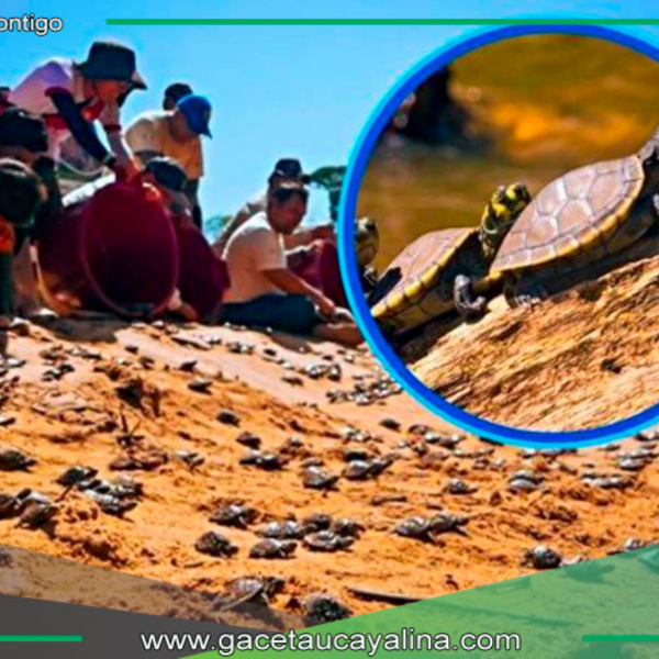 Liberan más de 6000 tortuguitas taricayas en frontera de Loreto y Ucayali