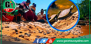 Liberan más de 6000 tortuguitas taricayas en frontera de Loreto y Ucayali