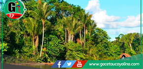 San Martín sustenta demanda de inconstitucionalidad contra norma que modifica Ley Forestal