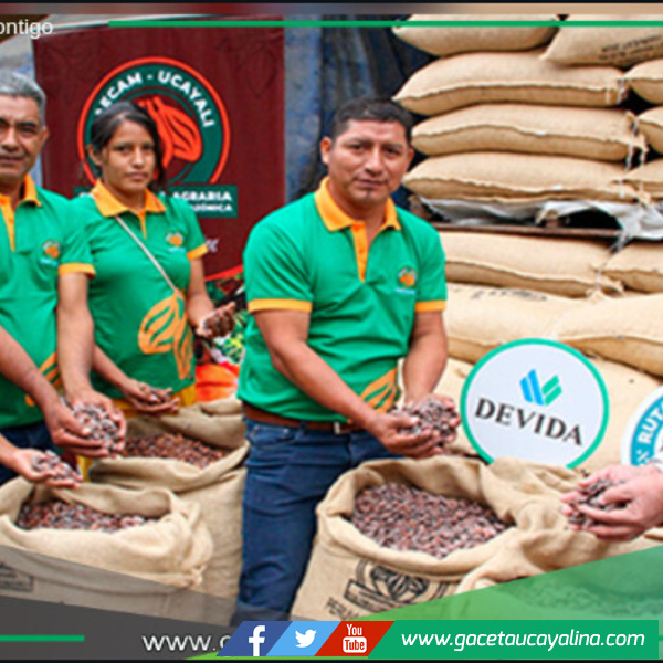 Cooperativa cacaotera de Von Humboldt exporta 25 toneladas de cacao orgánico a Países Bajos.