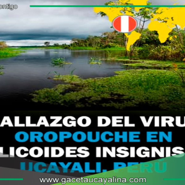 Detectan nuevo vector del virus Oropouche en Ucayali