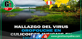 Detectan nuevo vector del virus Oropouche en Ucayali
