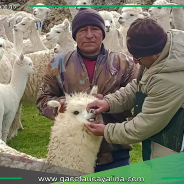 Midagri Invierte S/ 32 millones para potenciar calidad genética de alpacas en ocho regiones