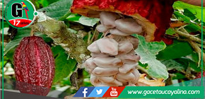 Potenciarán competitividad comercial de cinco productos de Mariscal Cáceres